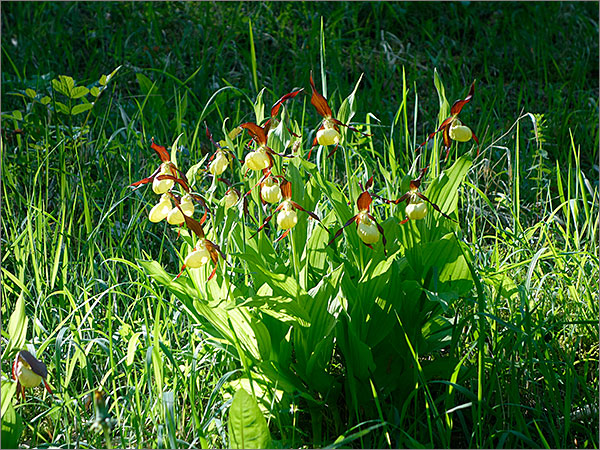 Blume Frauenschuh