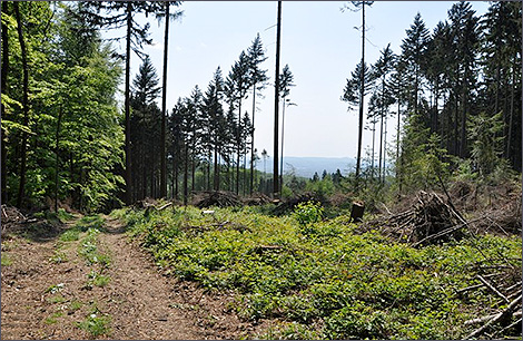  Telegraphenberg in Bendorf